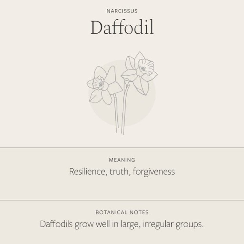 Daffodil March Birth Flower Minimalist Necklace - Picture 7 of 16